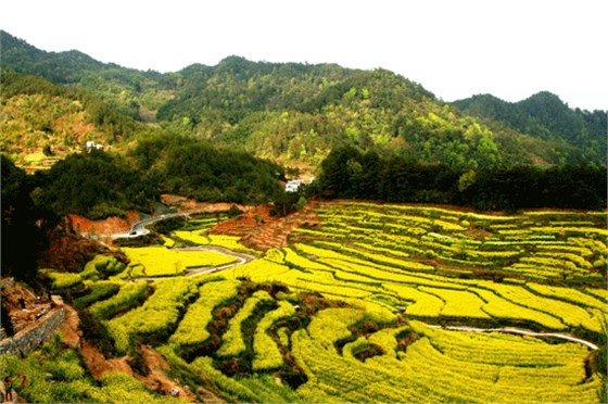 安徽黄山油菜花