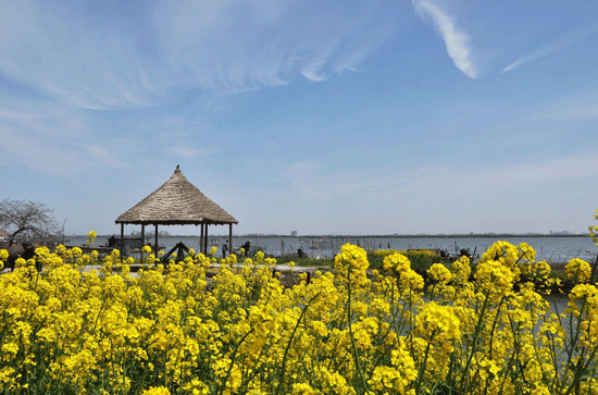 苏州阳澄湖莲花岛油菜花