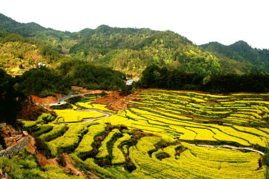 安徽黄山油菜花